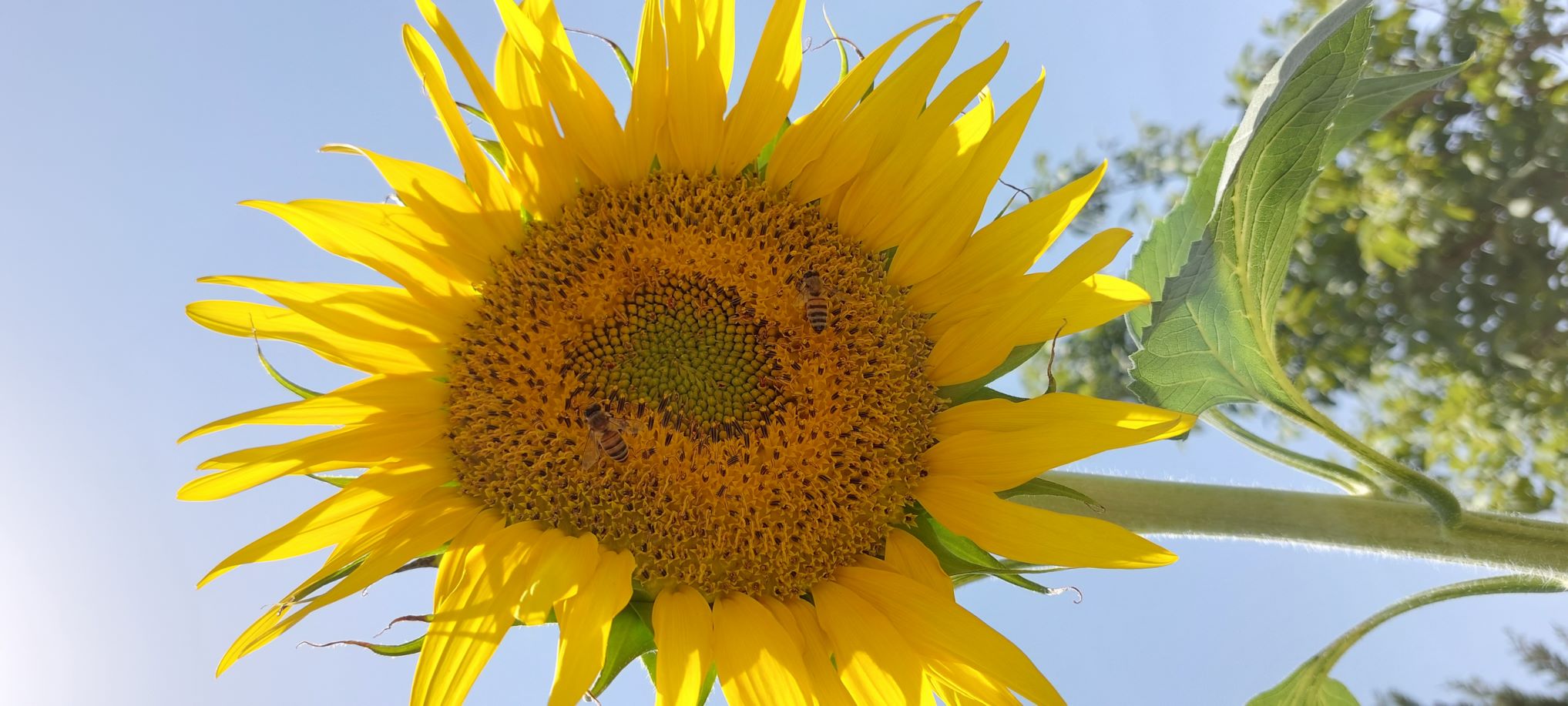 عسل ارگانیک